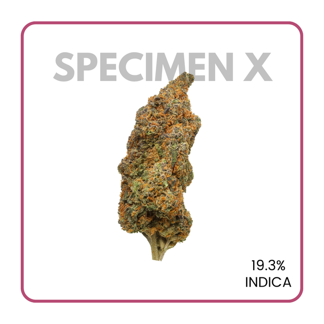 hu⭐︎ Premium Cannabis Flower DC | flowerz